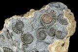 Ammonite (Promicroceras) Cluster - Marston Magna, England #176358-2